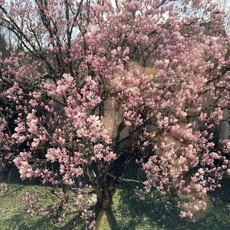 Le Magnolia Apartamento Cahors